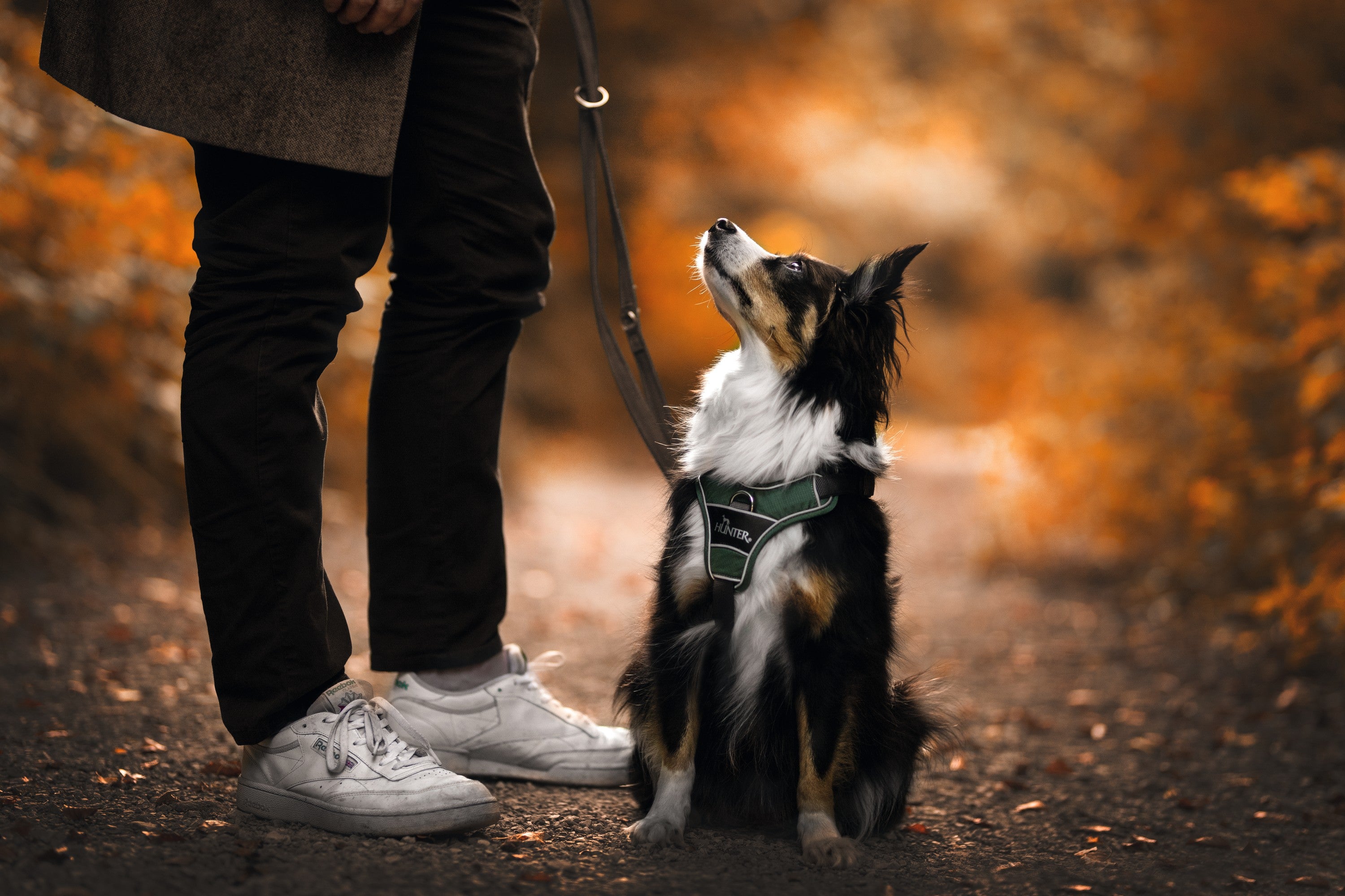 Postroj pre psa Hunter Divo – zelená/sivá