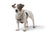 Postroj pre psa Hunter Divo Up – taupe